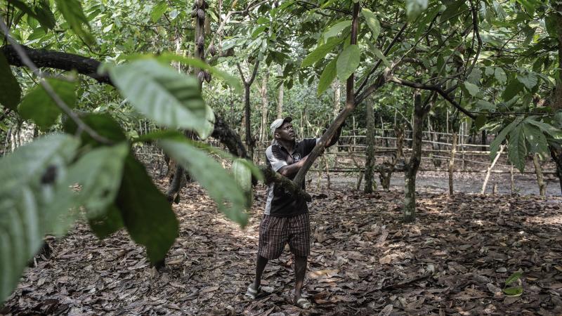 Inspanningen om een leefbaar inkomen te garanderen voor cacaoboeren lijken hun vruchten af te werpen.