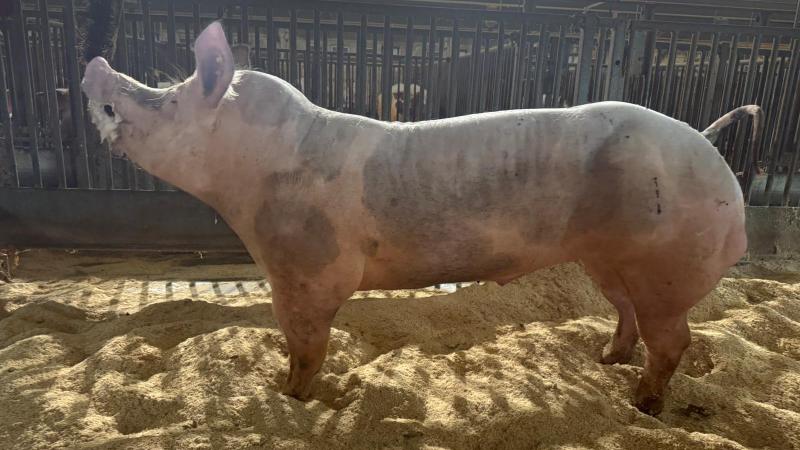 Beer Gunar van fokker Luk Vermeiren uit Rijkevorsel en eigenaar KI Vansteenlandt in Krombeke.