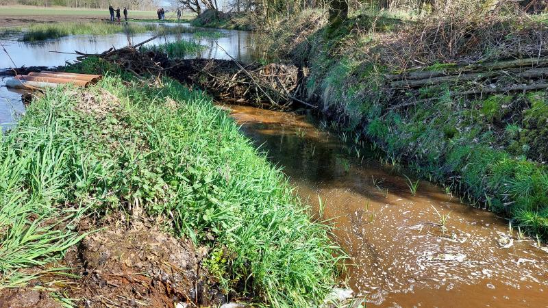 De oprukkende bever veroorzaakt alsmaar meer schade.
