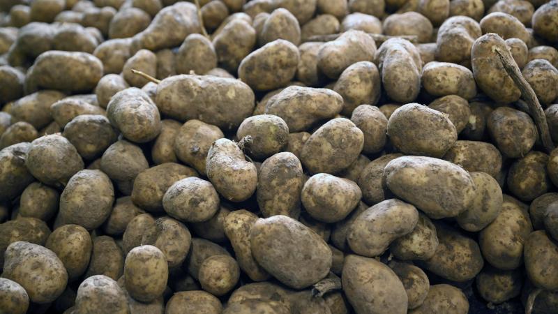 Met de actie wil de aardappelsector iets doen aan het overschot aardappelen in de bewaarloodsen.