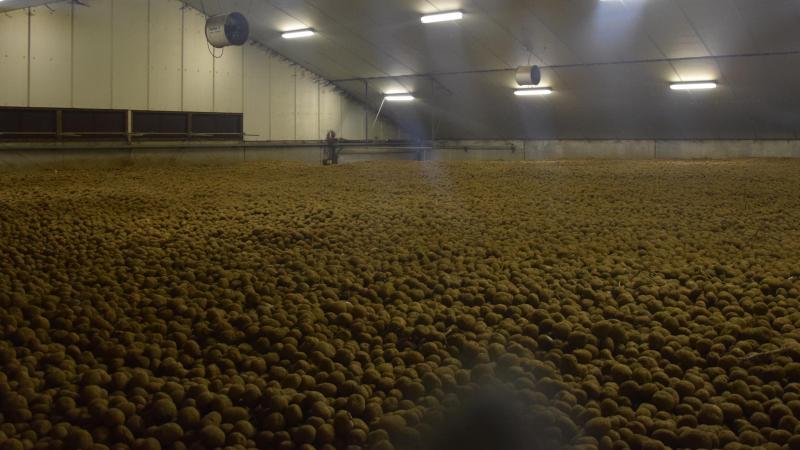 De prijs voor bewaaraardappelen zakt naar 0 euro voor een ton.