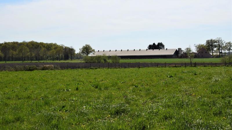 Schattingen wijzen erop dat 10% van de varkensbedrijven in Vlaanderen zich in een situatie van structurele onhaalbaarheid bevinden.