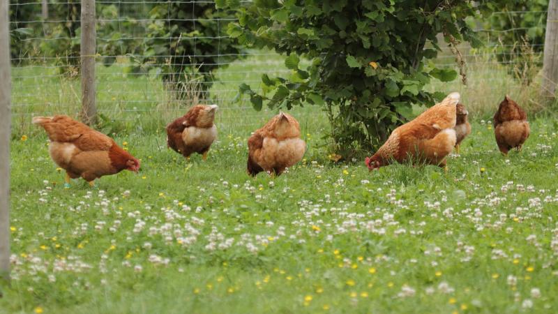 In Wales en Engeland stopt de ophokplicht voor  pluimvee op 9 april.