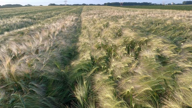 Brouwgerst biedt kansen om lokaal te telen en valoriseren.