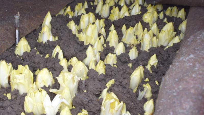 De daling van het aantal witlooftelers wordt in belangrijke mate veroorzaakt door de slechte prijsvorming.