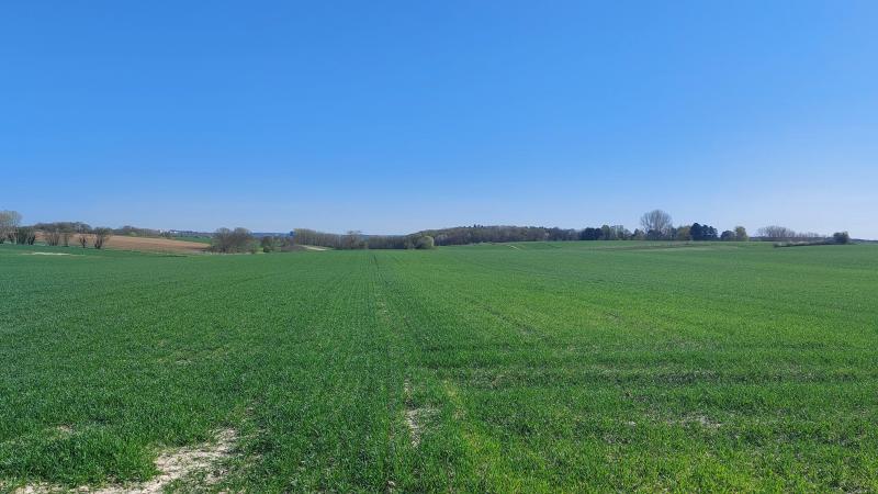 Vooral gele en bruine roest neemt toe in wintertarwe.