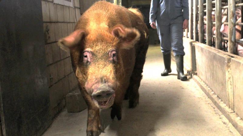 Het Agentschap Landbouw en Zeevisserij organiseert een oproep voor onderzoeksprojecten in de biologische veeteelt.