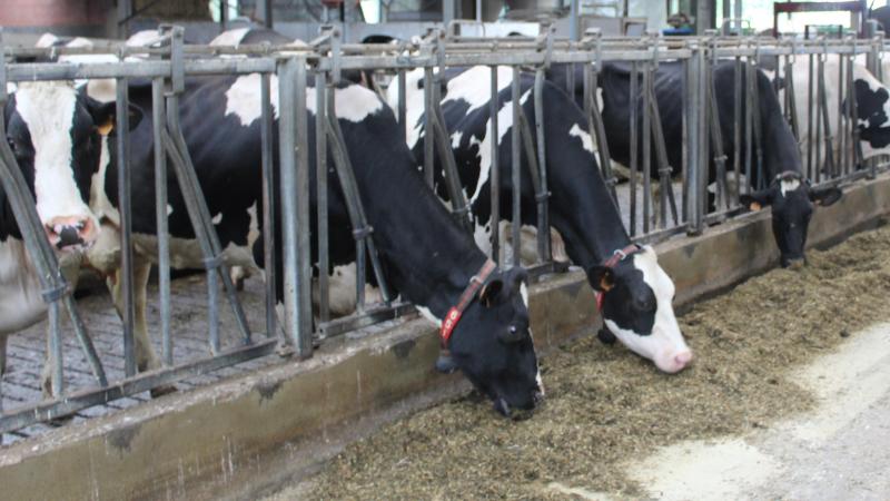 Er blijft nog steeds een risico op IBR-besmetting bij aanvoer van externe dieren.