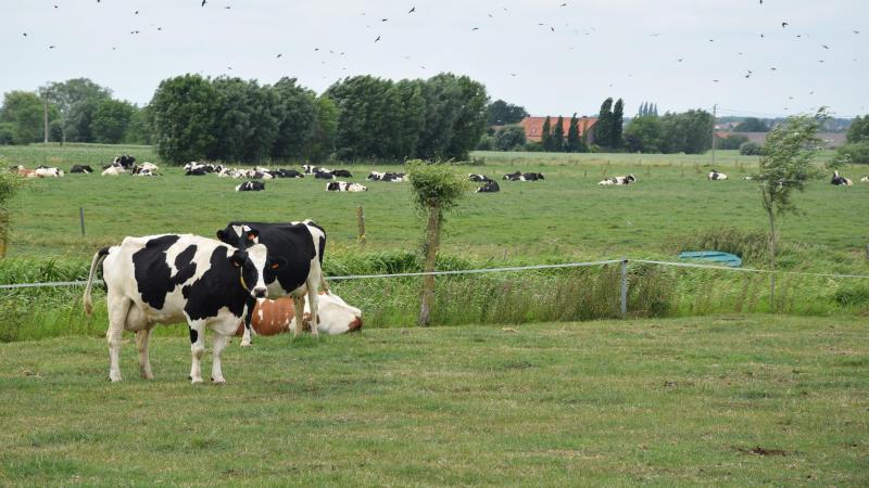 In juni en juli kunnen melkveehouders in Nederland zich inschrijven op de regeling.