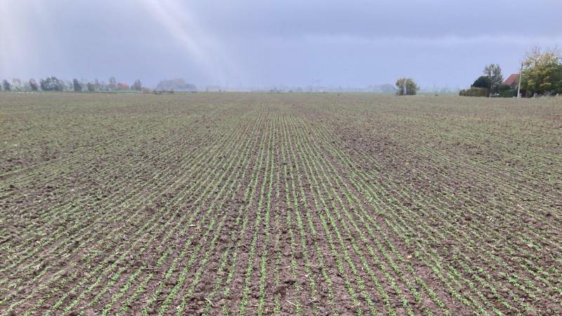 In de teelt van zomervlas zijn er nieuwe onkruidbestrijdingsmogelijk heden.