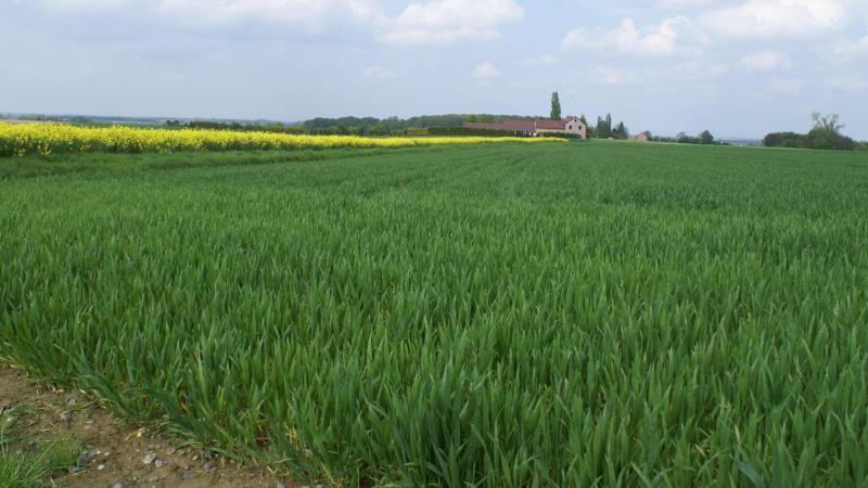 Driekwart van de biobrandstoffen is afkomstig van voedsel- en voedergewassen, zoals tarwe, maïs en koolzaadolie.