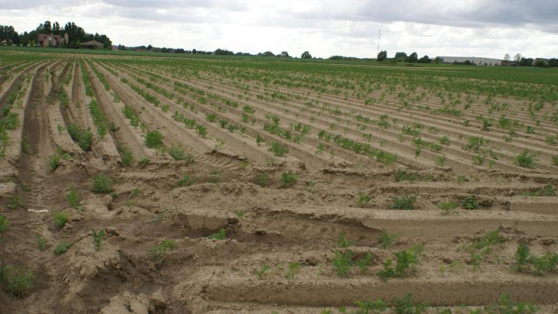 Van de 1.559 stalen die het FAVV in 2024 analyseerde op zware metalen, voldeed 99% aan de wettelijke norm.