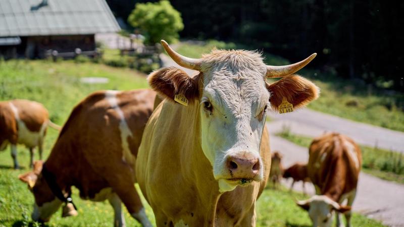 Frankrijk vaccineert dit jaar preventief tegen nodulaire dermatose in alle gebieden waar de ziekte vorig jaar is opgedoken.