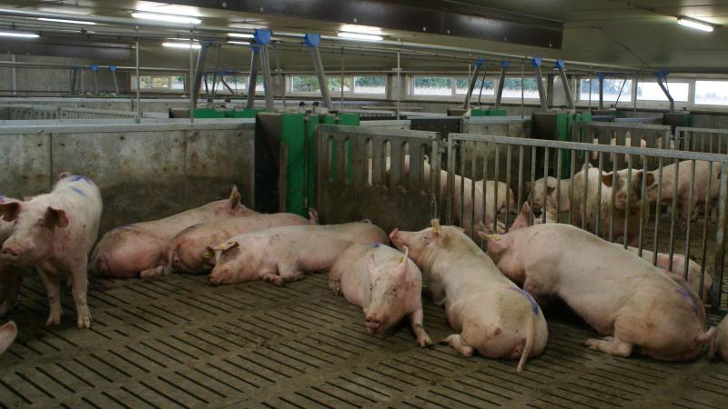 Veehouderijen worden steeds vaker geconfronteerd met discussies en klachten rond geur en onduidelijkheid bij vergunningen.