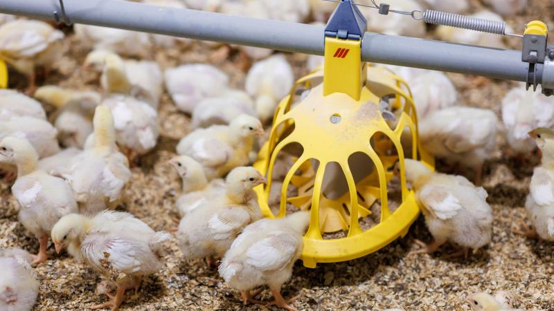 Het type strooisel en de rulheid, de mate waarin het strooisel losligt, hebben een groot effect op de uitstoot van ammoniak.