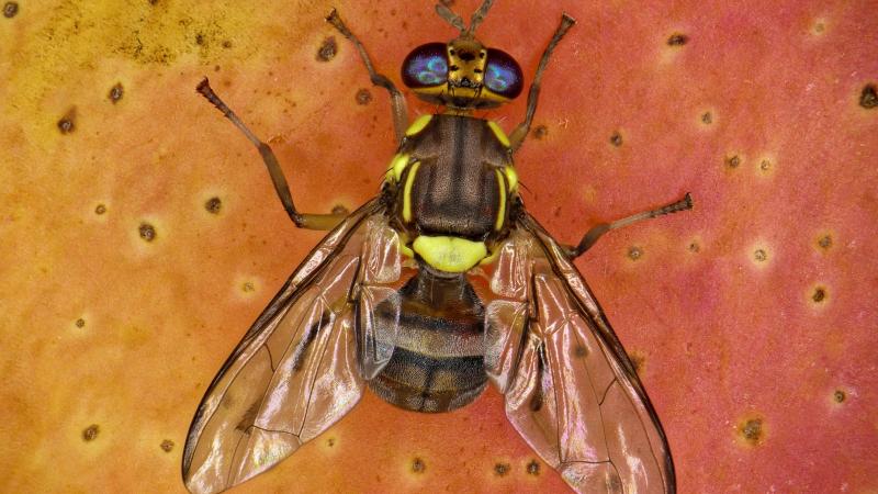 De Oosterse vruchtvlieg is gemakkelijk te herkennen aan de specifieke gele en zwarte kleurpatronen.