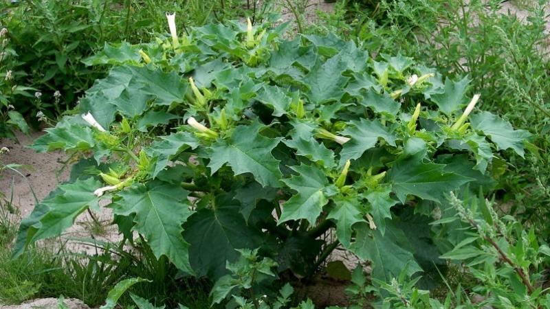 Doornappel in volwassen stadium.