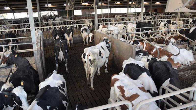 Minister Brouns heeft er vertrouwen in dat het stikstofbeleid op schema zit en dat in de loop van dit jaar een eerste tussentijdse evaluatie van het doelbereik kan gemaakt worden.