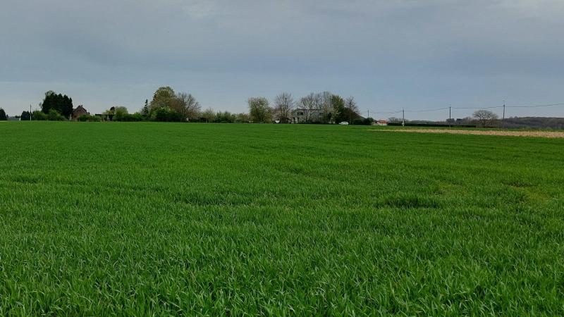 Gele en bruine roest breidt verder uit in wintertarwe.
