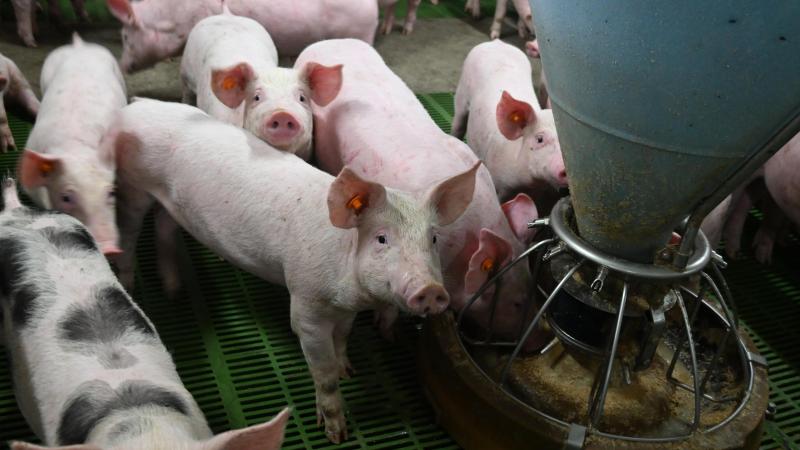 De Belgische diervoedersector zet zijn inspanningen op het gebied van innovatie en duurzaamheid voort.