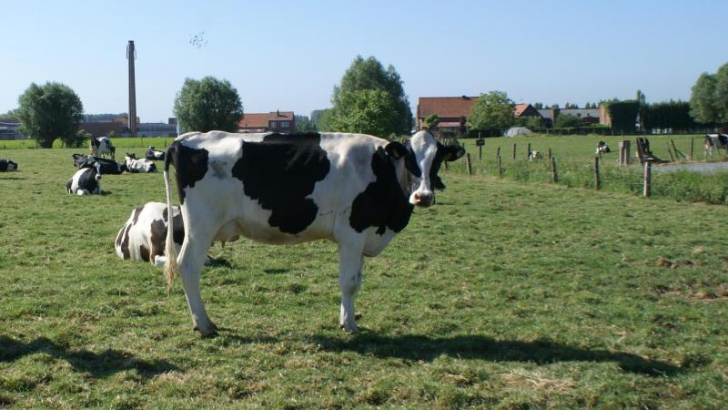 MilkBE neemt het praktische beheer van de Klimrektool voor melkvee op zich, alsook de kostprijs om de tool operationeel te houden.