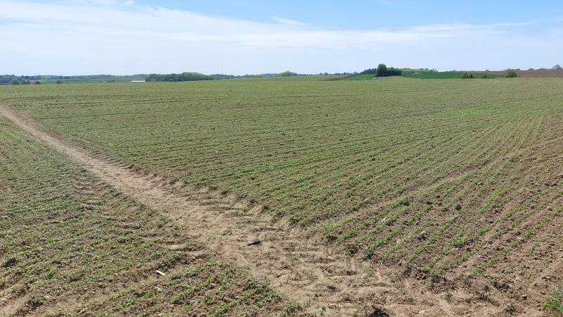 Nu het zomervlas in opkomstfase zit, is een cruciale fase aangebroken om aardvlooien te beheersen.