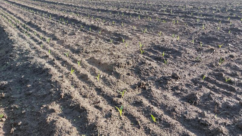 Door de droogte van de maand april zet de neerwaartse trend van de grondwaterstanden zich verder door.
