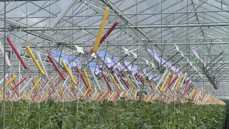 De serreteelt speelt al langer een voortrekkersrol in de energietransitie, zoals dit zonnepanelensysteem in Deinze dat nog genoeg licht doorlaat voor de tomatenplanten.