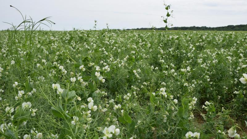 Extra genetische variatie kan planten helpen om beter met stress om te gaan.