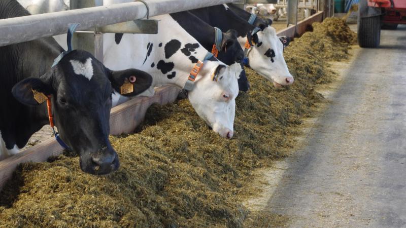 Joni Van Mullem zocht oplossingen voor klimaatrobuust graslandbeheer gecombineerd met  methaanreducerende voedermaatregelen.