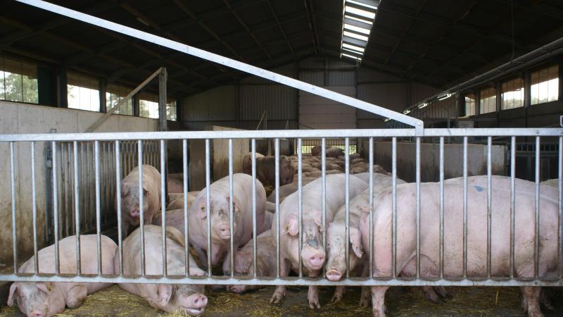 België is een pionier inzake een systeem om de duurzaamheid van varkenshouderijen te beoordelen.