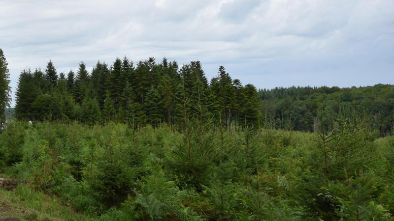 Tijdens het afgelopen plantseizoen is er maar 226 ha bos bijgeplant.