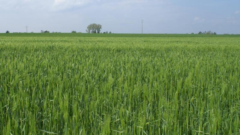 In de huidige richtlijnen is er geen subsidie wanneer het faunamengsel wordt ingezaaid na een winterteelt, zoals wintergerst.