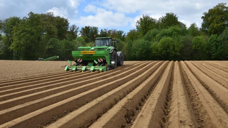 Het totale Vlaamse aardappelareaal zou dit jaar dalen met 19,67%.