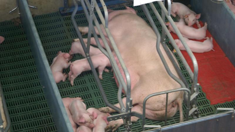 De top 3 qua omzet in de Vlaamse land- en tuinbouw bestaat uit varkens, melk en groenten.