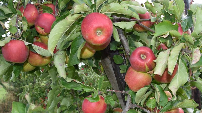 Mogelijk kunnen Belgische appelen al vanaf volgend groeiseizoen in de Chinese winkelrekken liggen.