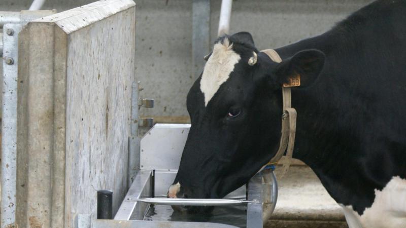 Voldoende drinkwater is een voorwaarde voor gezonde koeien en voor een optimale melkproductie.