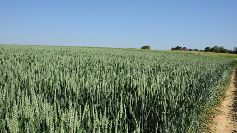 In wintertarwe breidde afgelopen week weer de bladziekten uit.