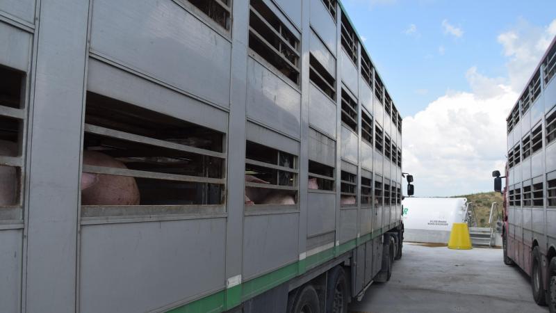 Minister Weyts breidt het verbod op verre dierentransporten in de zomer uit.