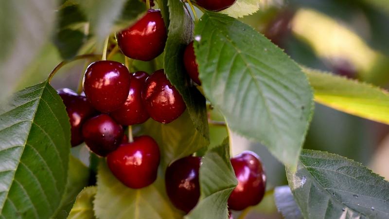 Veilinghuis BelOrta schat dat momenteel zo'n 20% van de kersen beschadigd is. Dat kan nog oplopen tot 30%.