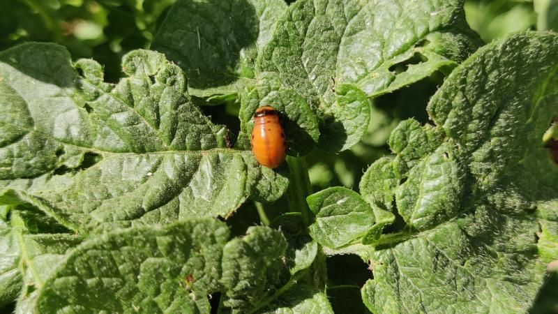 Calantha wordt ingezet voor de bestrijding van de coloradokever in de aardappelteelt.