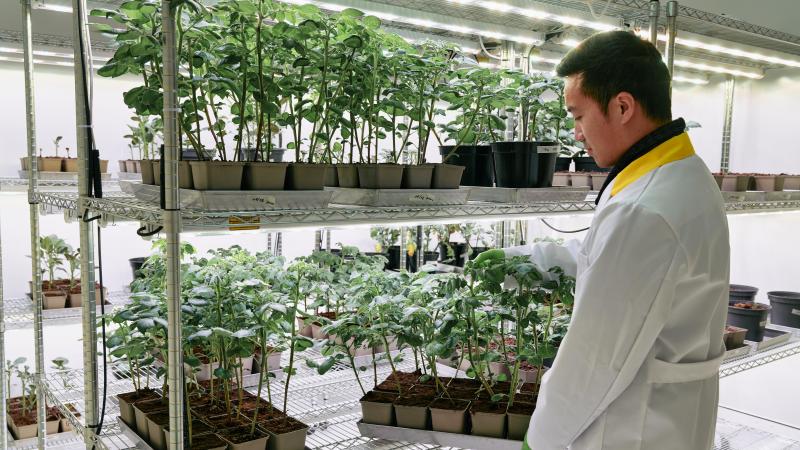 In zijn plantenlaboratorium kweekt het Gentse agrobiotechnologiebedrijf Biotalys planten om zijn schimmel- en insectenbestrijders op te testen.