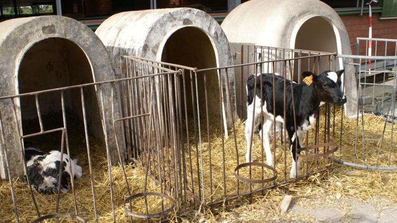 Kalverhokken en -hutten komen intensief in contact met mest, urine, melkrestanten en strooisel. Deze organische materialen vormen een ideale omgeving voor bacteriën en andere kiemen.