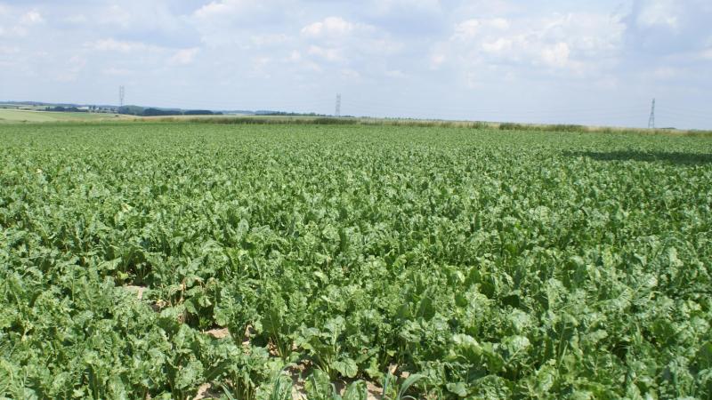 Het KBIVB adviseert om alert te blijven voor bladluizen tot het sluiten van de rijen.