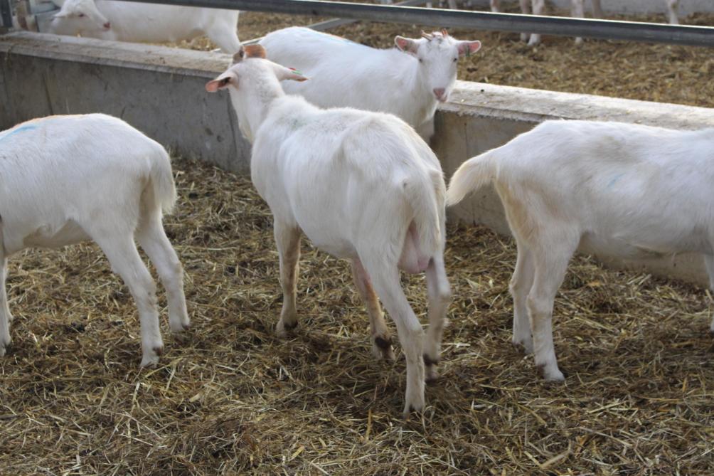 Tijdens het dekseizoen wordt per groep van dertig geiten één bok bij geplaatst. Acht weken nadat de bok bij de geiten werd gebracht wordt een drachtigheidsscan uitgevoerd.