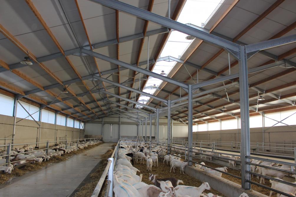 Het dak van de stal is goed geïsoleerd om geen te grote temperatuurschommelingen te krijgen en in de nok is een lichtkoepel voorzien om een goede lichtinval te krijgen.