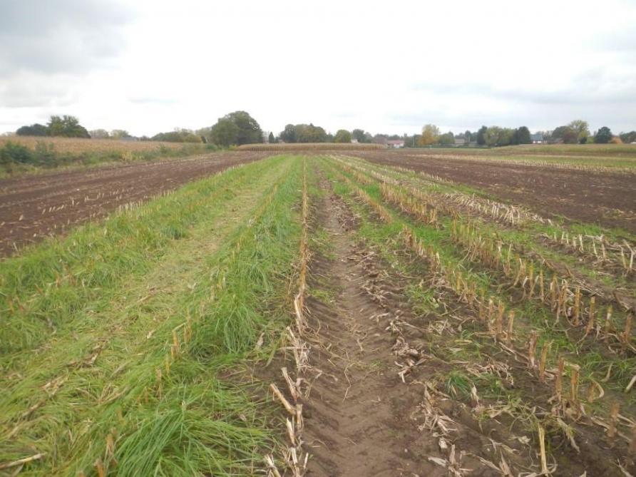 Figuur 6: onderzaai van gras na de maïsoogst (links gelijktijdige zaai rietzwenkgras, rechts onderzaai Italiaans raaigras).