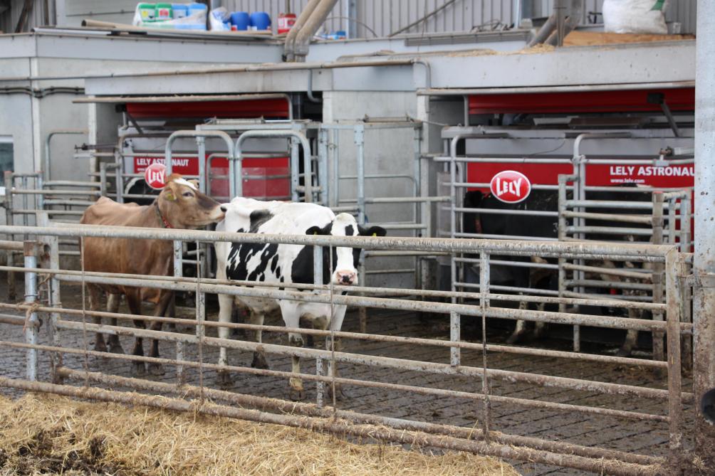 De Groningse melkveehouder is zeer tevreden met de nieuwe stal, wat hem echter zorgen blijft baren zijn de nieuwe fosfaatwetgevingsmaatregelen.