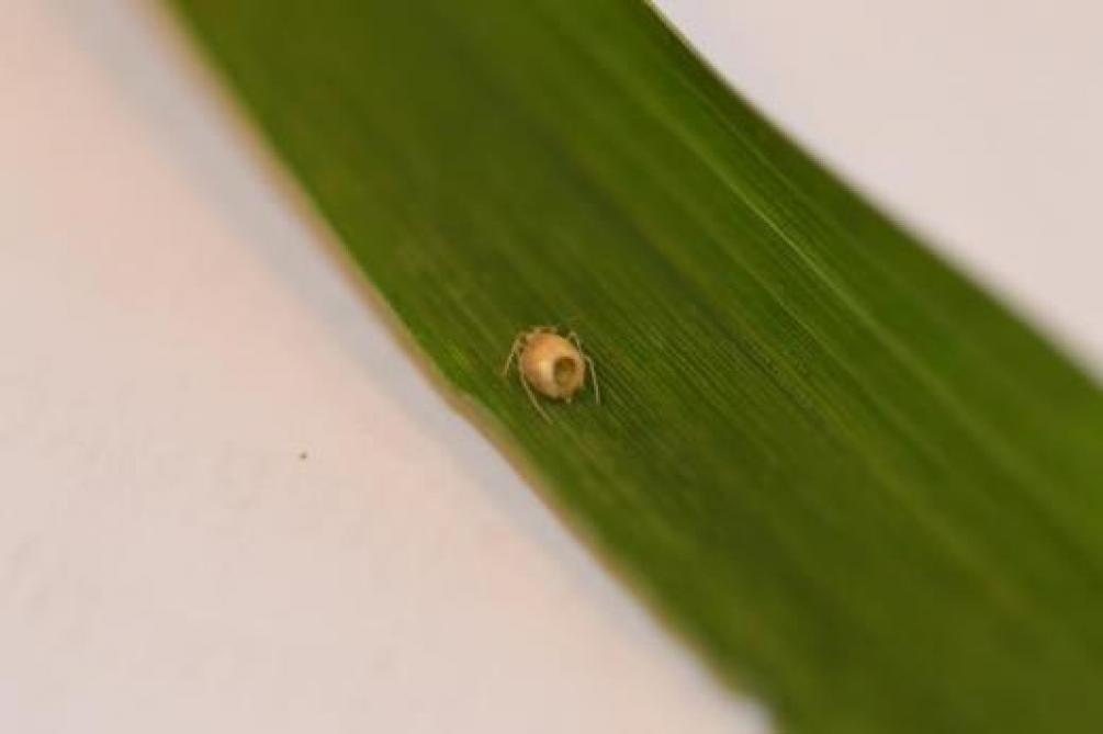 Geparasiteerde bladluizen blijven na het ontluiken van de sluipwesp (Aphidius sp.) achter op de plant als 'mummie'.