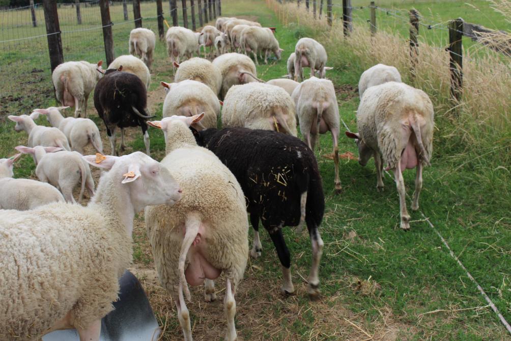 De grote meerderheid van de schapen op het bedrijf zijn ingeschreven in het stamboek van het Belgisch Melkschaap. Toch zit er hier en daar nog een ‘zwart schaap’ in de kudde, maar ook die zijn reeds voor 80 % melkschaap.